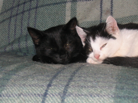 Mother and daughter - cute, cats, black and white, nice