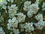 White Flowers