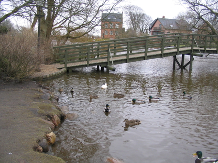 Ducks at Water - nice, sunny, water, ducks