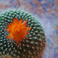 Cactus Flower