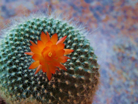 Cactus Flower - beauty, nature, cactus, sharp, green, prickly, flower