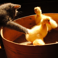 kitty playing with ducks