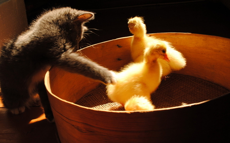 kitty playing with ducks - duck, cat, kitty, funny, cute