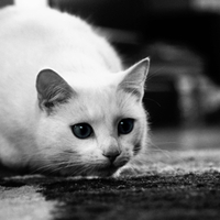 surprised kitty
