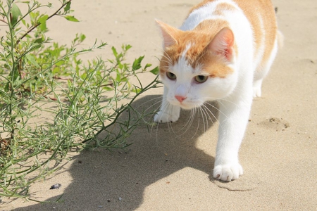 little tiger - kitty, animals, kitten, cat, walking