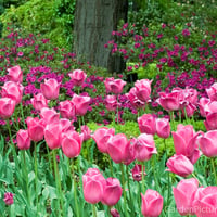 Pink tulips garden