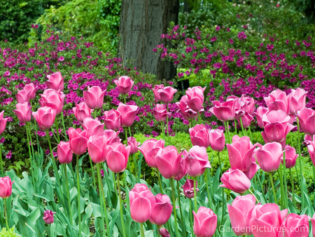 Pink tulips garden - nature, photography, tulips, pink tulips, flowers, garden