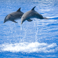 2 dolphins