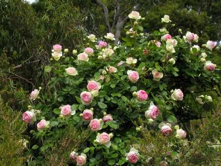 Roses Garden - arch, home, roses garden, pink roses