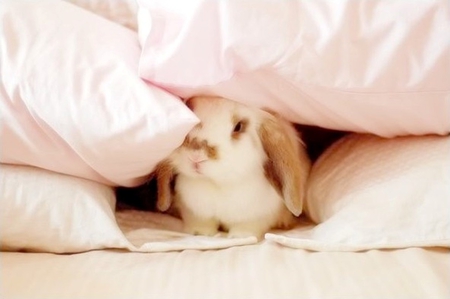 hidden - bed, pillow, rabbit, pink, soft, hidden, bunny, cute