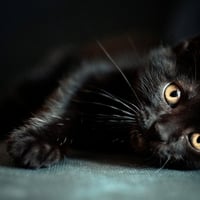 black kitten