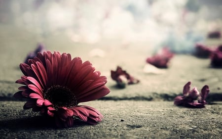 petals - bloom, blossom, flower, petals, gerbera