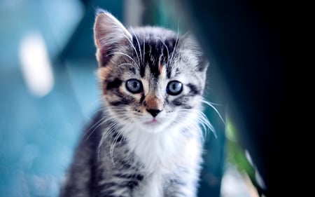 Cute Kitten - pretty, amazing, beautiful, tiger, sweet, cat, stunning, wonderful, animal, gorgeous, kitten, adorable, nice, kitty