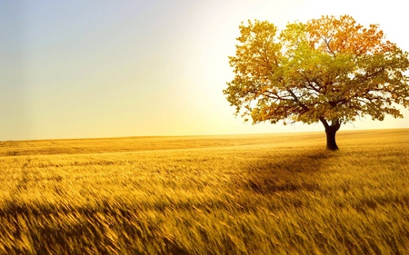 Autumn Tree - season, autumn, sun, sunset, field, nature, alone, cool, yellow, beautiful, orange, grass