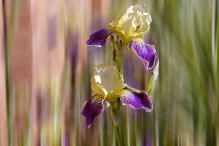 Iris Bearded - purple, yellow, iris, blur