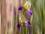 Iris Bearded