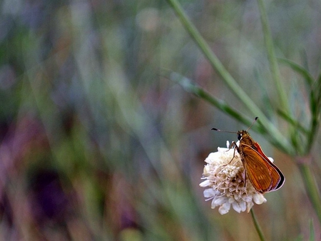 Moth on Flower - picture, moth, cool, flower