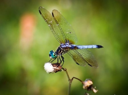 Florida-Dragonfly - florida, cool, picture, dragonfly