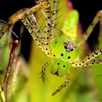 Green-Lynx-Spider