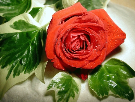 Red Rose - beauty, nature, love, red, sinlge, green, rose, flower