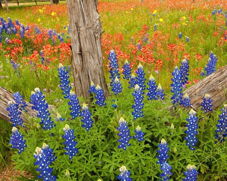 Blue Bonnets - flowers, leaves, orange, blue