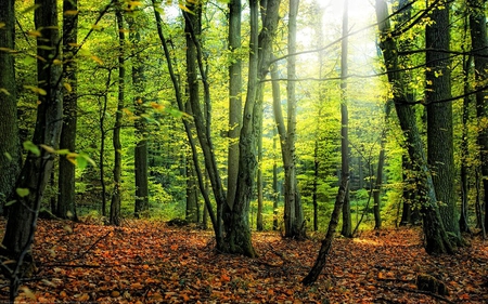 In the Forest - trees, nature, rays, green, talls, forest, light, leaves