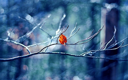 Before Falling and Die - season, autumn, falling, branch, winter, alone, snow, leafe, leaves, frozen