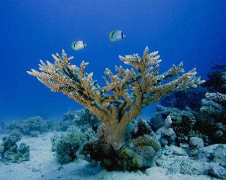 Coral - coral, fish, sand, water