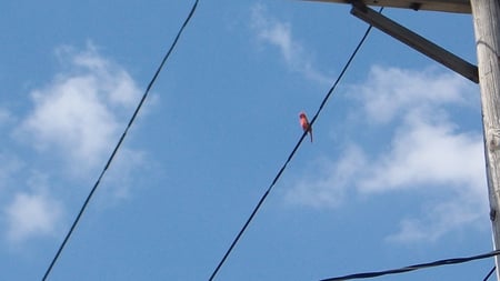 Cardinal on a Wire