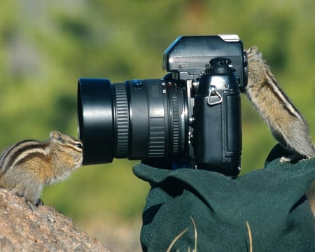 Curious Chipmunks - rock, brown, camera, chipmunks