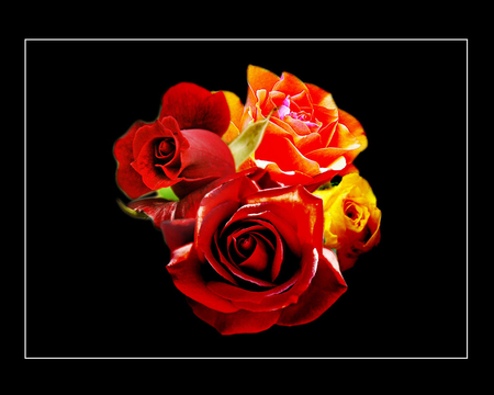 4 Roses - flowers, roses, yellow, red, rose, orange, flower