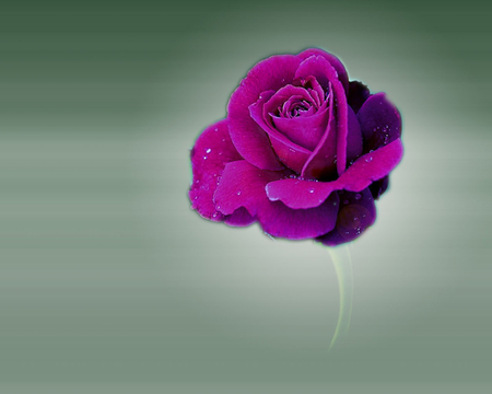 Purple Rose - glow, grey, fog, purple, rose, flower