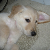 Golden Retriever Puppy