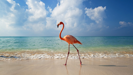 flamingo - flamingo, sky, beach, animals, red, sea, bird