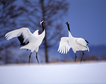 birds2 - wings, white, animals, birds