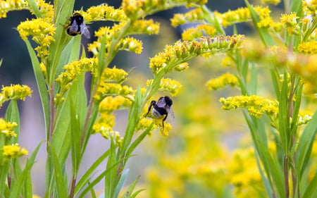 the pollinator - sting, bee, yellow, green, flowers