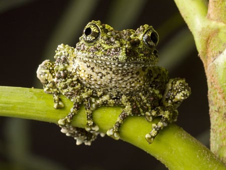 Exotic frog - frog, animal, nature, green