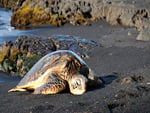 Turtle Sunning on the Beach