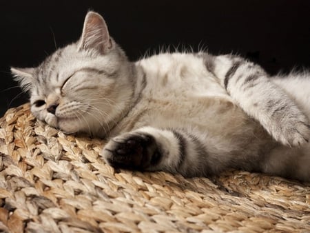 Sweet dreams - sleep, kitten, sweet, dream, cat