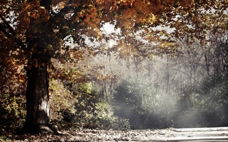 daylight - light, forest, day, tree