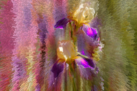 Iris burst - burst, purple, iris, colourful