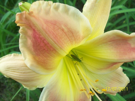 A surprise in our Lily - garden, lily, flower, bug