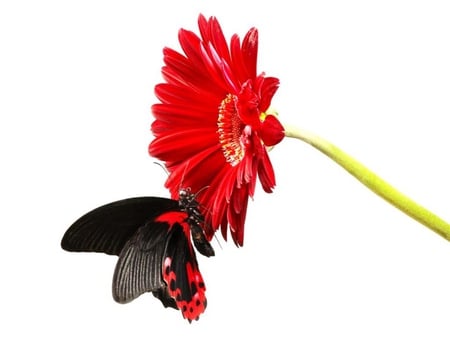 Butterfly...Butterfly !! - butterfly, flower, red, beautiful