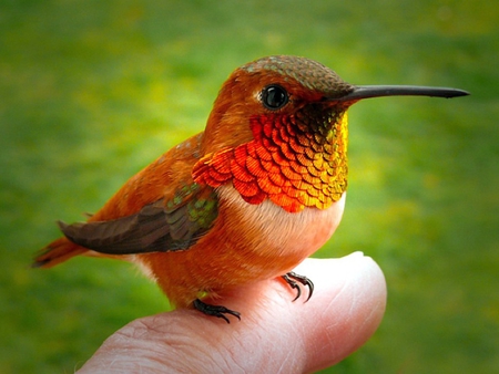 Tiny Bird - tiny, bird, cute, colourful