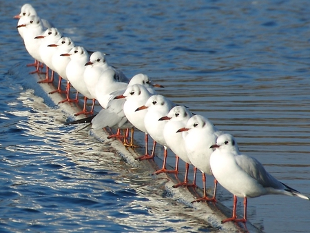 Seagulls in line .........except one!