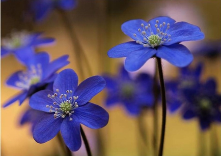 blue_beautiful_flowers - nature, beauty, flowers, blue