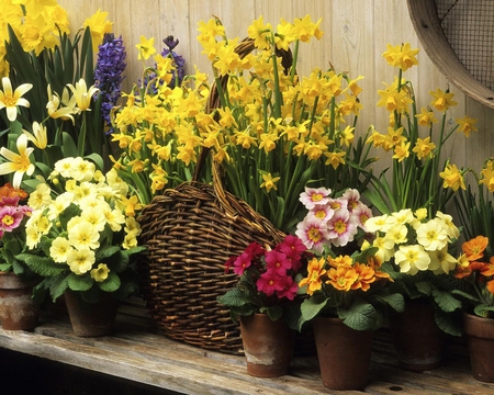 Arrangement of Spring - flowers, many, basket, colors