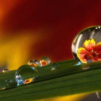 Flowering Dewdrops