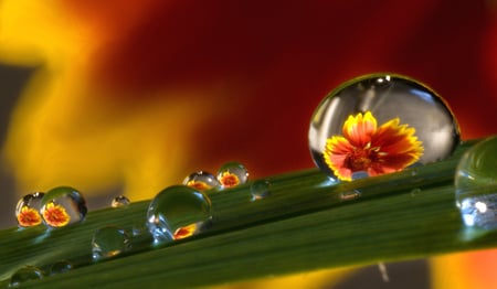 Flowering Dewdrops - pretty, cool, unique, blade of grass, bubbles