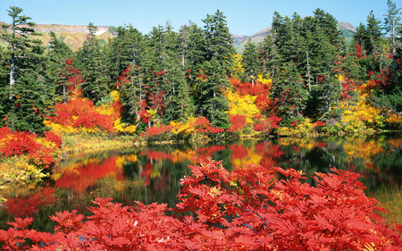 Hokkaido - red, trees, nature, colorful